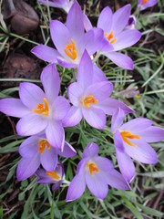 Crocus tommasinianus