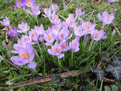 Crocus tommasinianus