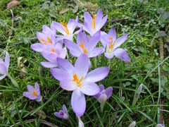 Crocus tommasinianus