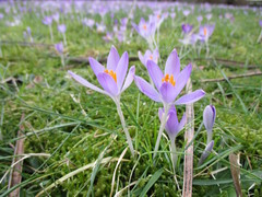 Crocus tommasinianus