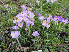 Crocus tommasinianus