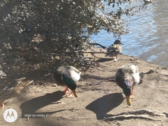 Anas platyrhynchos