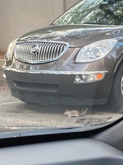 Sciurus carolinensis