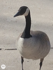 Branta canadensis