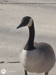 Branta canadensis