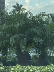 Arecaceae