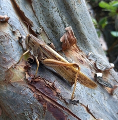 Schistocerca cancellata