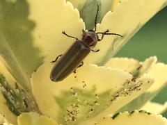 Photinus signaticollis
