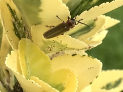 Photinus signaticollis