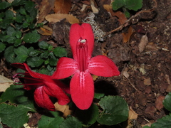 Asteranthera ovata
