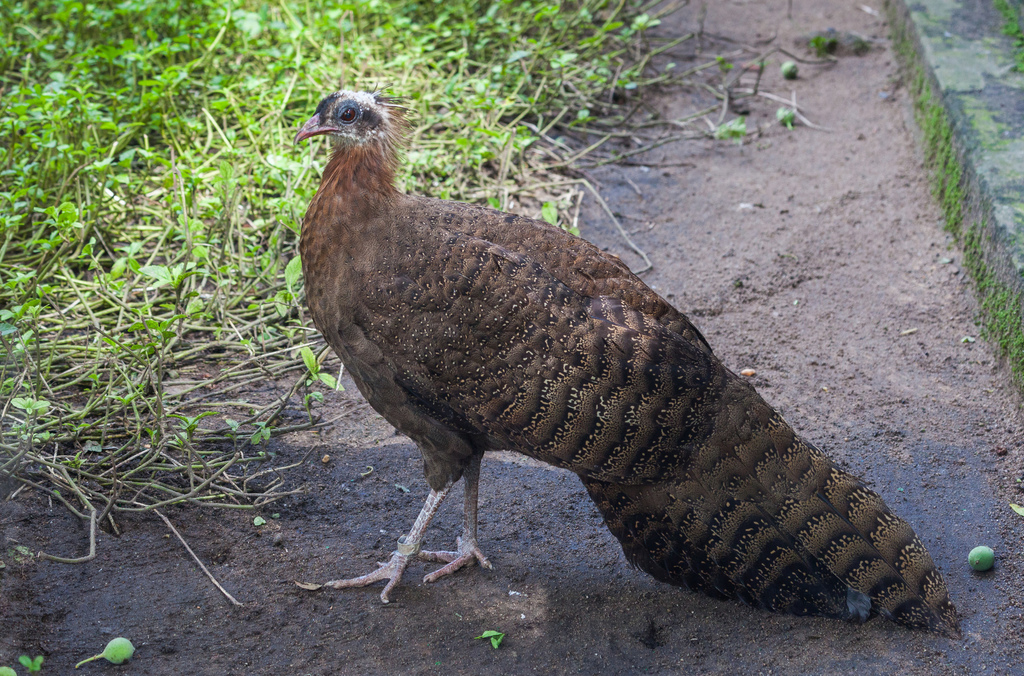 Vietnamese Crested Argus photo