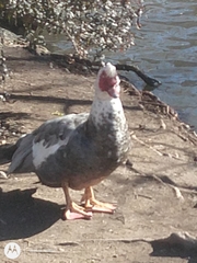 Cairina moschata domestica