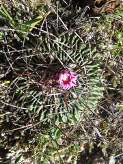 Echinofossulocactus crispatus
