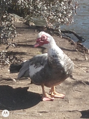 Cairina moschata domestica