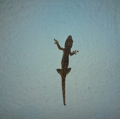 Lygodactylus klugei