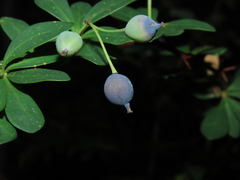 Berberis montana