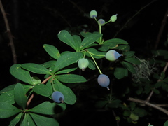 Berberis montana