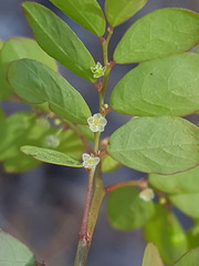 Phyllanthus tenellus image
