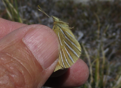 Argyrophenga janitae