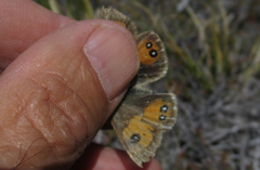 Argyrophenga janitae