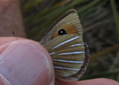 Argyrophenga janitae