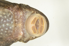 Ancistrus chagresi