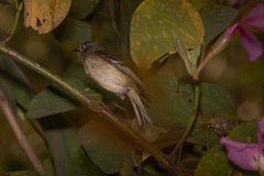 Vireo huttoni