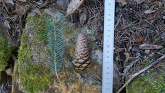 Picea spinulosa