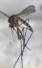 Aedes burpengaryensis