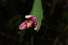 Cleistes costaricensis