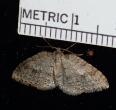 Venusia obsoleta