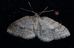Venusia obsoleta