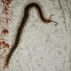 Geophilus carpophagus