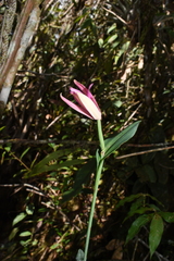 Cleistes costaricensis