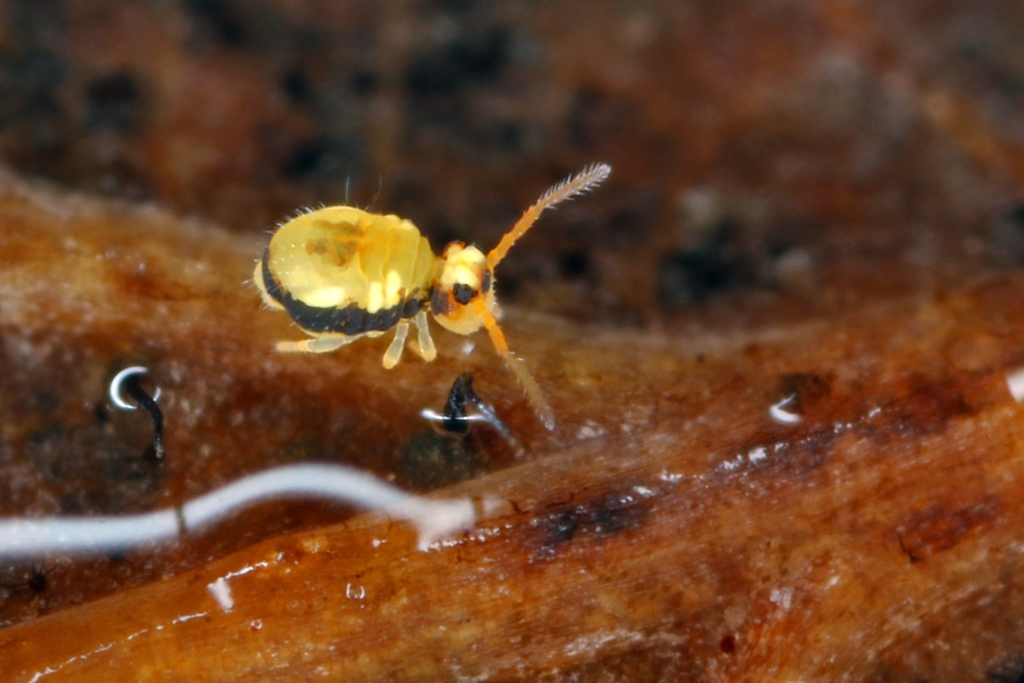 Sminthurinus signatus