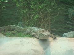 Crocodylia