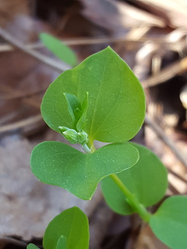 Drymaria cordata image