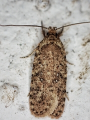 Agonopterix heracliana