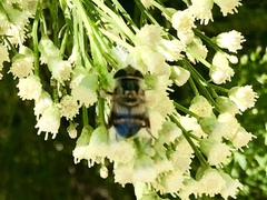 Copestylum apiciferum