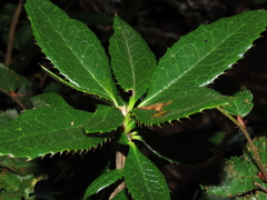 Berberis serrato-dentata