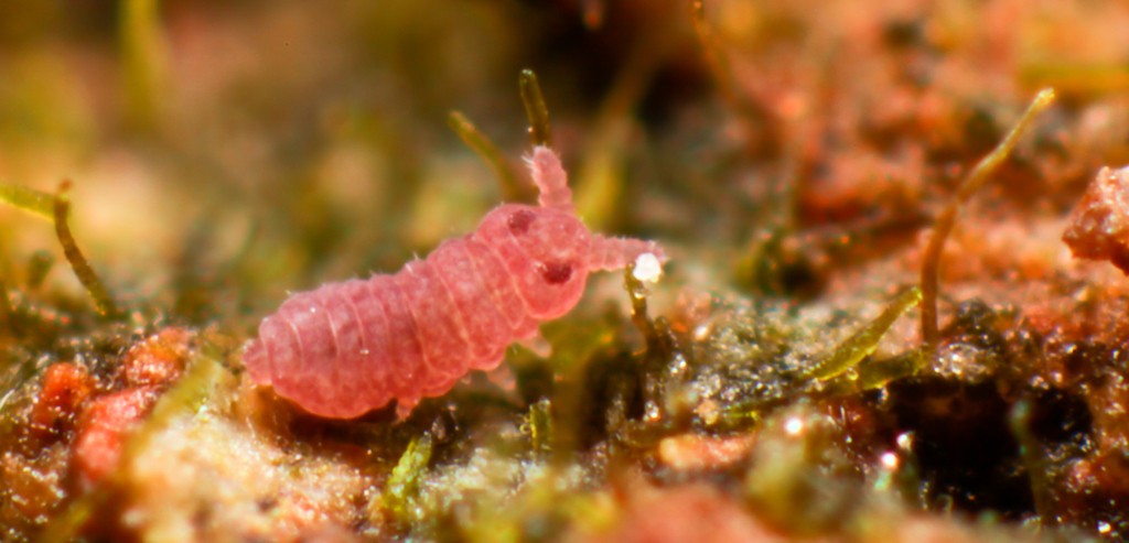 Brachystomella parvula