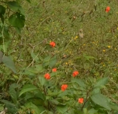 Nasa olmosiana