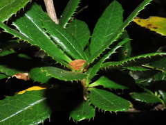 Berberis serrato-dentata