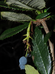 Berberis serrato-dentata