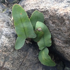 Phlebodium araneosum