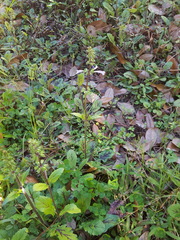 Salvia lyrata image
