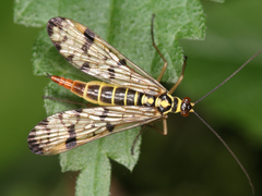 Panorpa germanica
