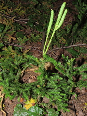 Austrolycopodium magellanicum