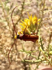 Crossidius suturalis