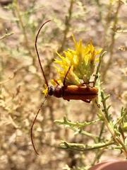 Crossidius suturalis